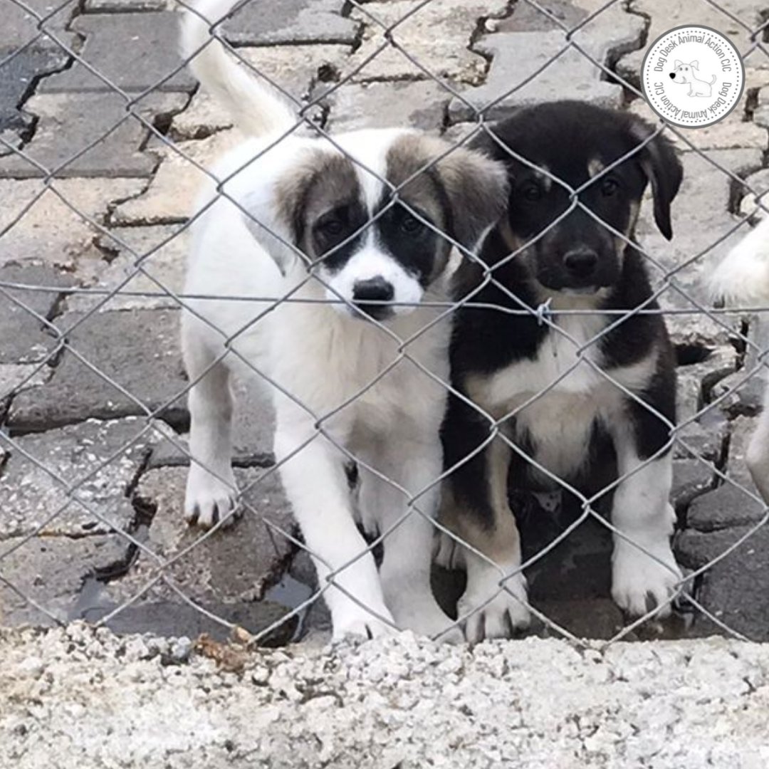 £53.03 to meet our food fundraising target to feed the 40 dumped puppies & 21 unsponsored dogs Please help donorbox.org/monthly-food-f… paypal.com/paypalme/dogde… (monthly food)