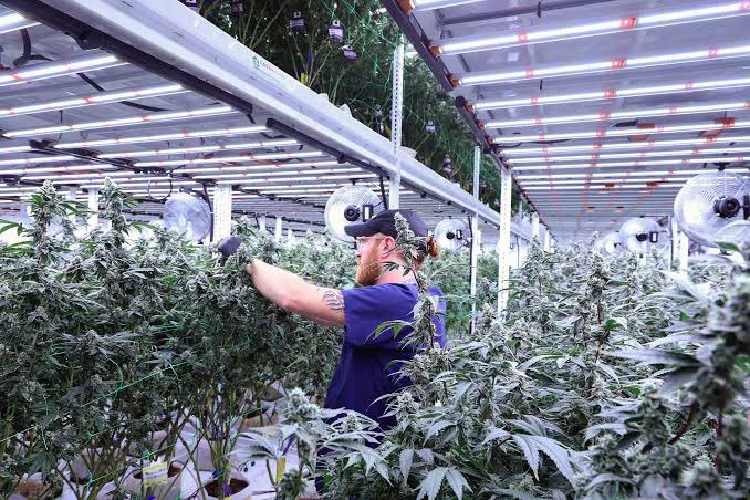 Would you quit your job to work in a cannabis grow house 🍃🏠?