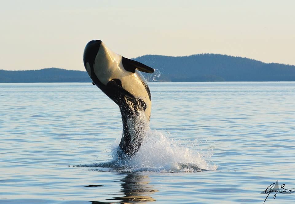 Spectacular Day with J Pod. Read the full story here: buff.ly/2wcNGWI
Photo by Gary
This is an encounter from 2017
#WhaleTales  #SRKW