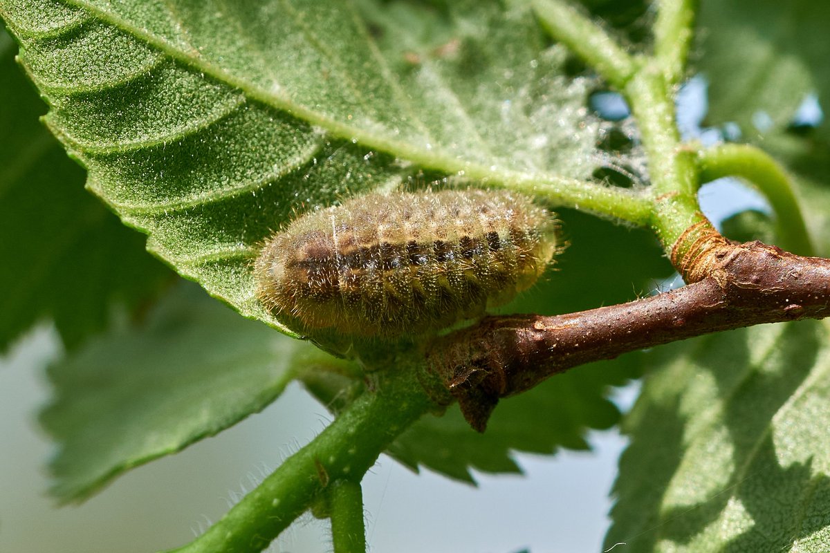 White-letter Hairstreaks are pupating here in Exmouth. Five caterpillars have settled down to pupate near or on fresh leaves. Curious to know what drives them to pupate on leaves Vs the trunk/ground. @savebutterflies @BCDevon