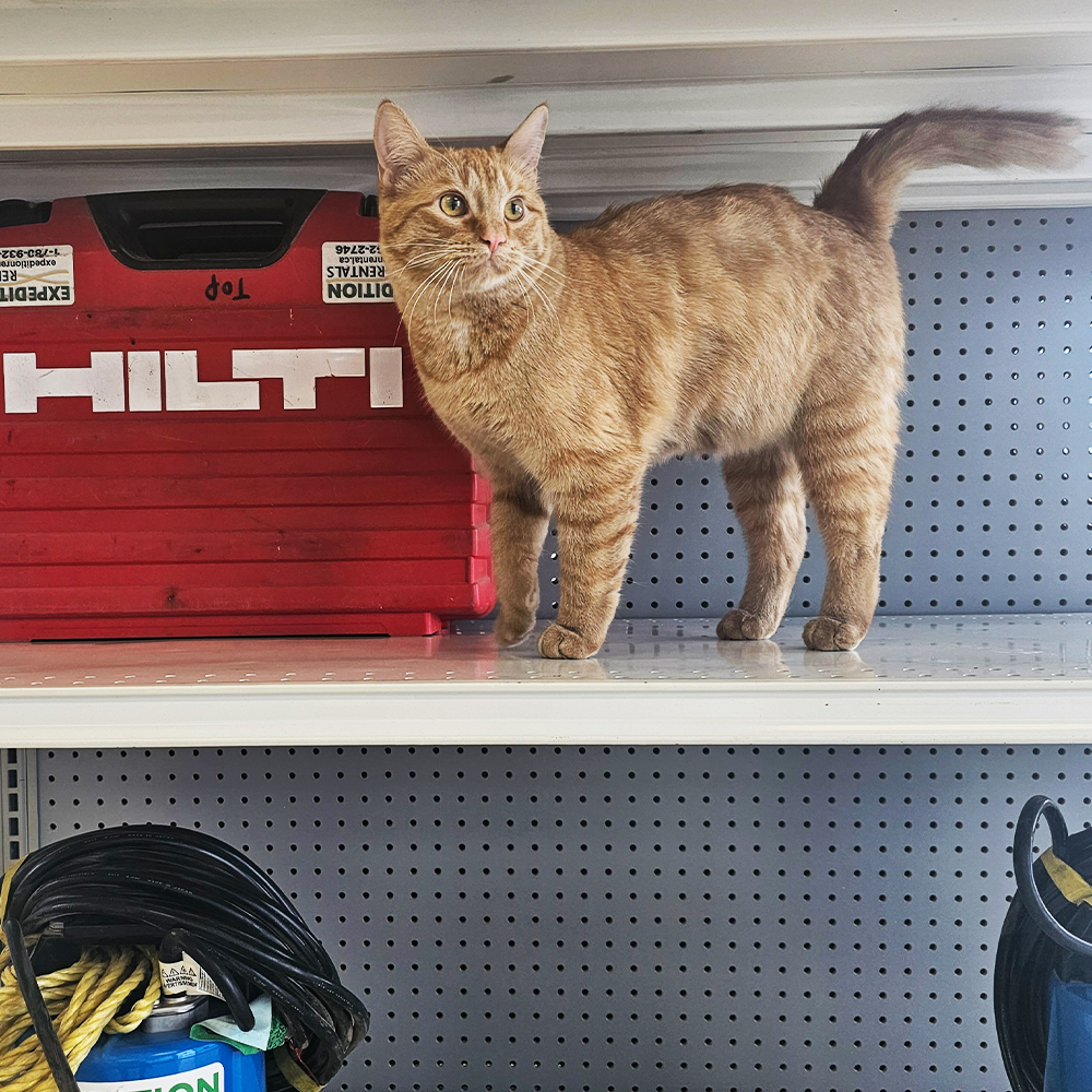 Genny wants you to know that It's Construction Safety Week, and we are committed to reinforcing safety habits on your job site as well as within our shop and yard.

#yeg #CatsOfＸ #constructionsafetyweek #equipmentrentals