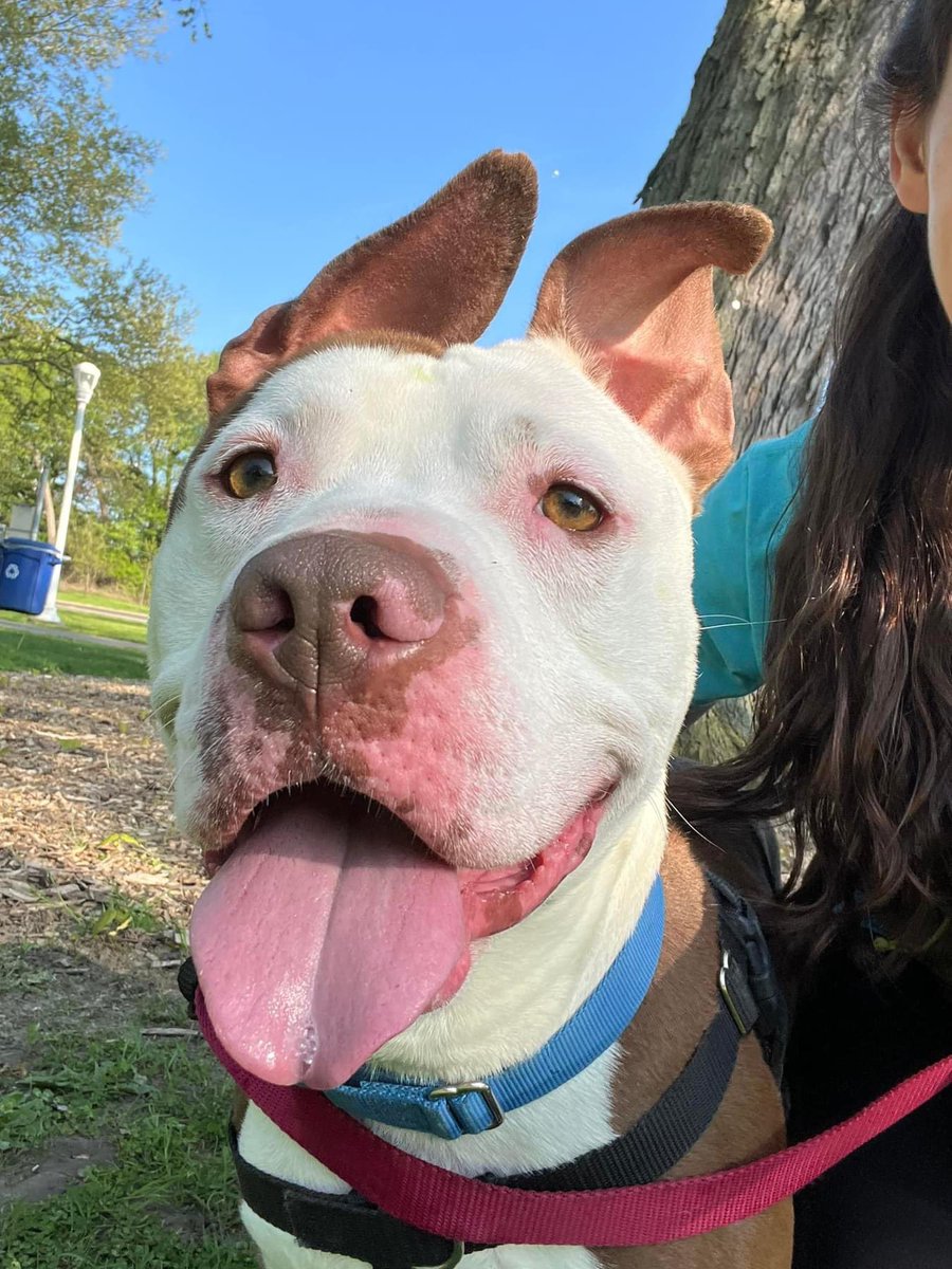 #TOT Looking for a paw-some adventure buddy? Timmy is ready to go! This pup is a pro at stealing hearts and spreading smiles wherever he goes. He’s a champion car rider, gentle with treats, and proud to show off his sit and speak. tinyurl.com/meetacitydog #adoptme
