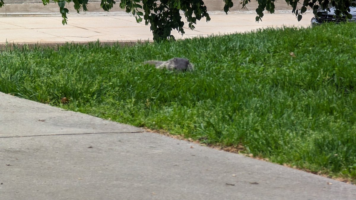 Didn't think I would see a groundhog on the Capitol grounds.
#woodchuck
#groundhog
#WhistlePig