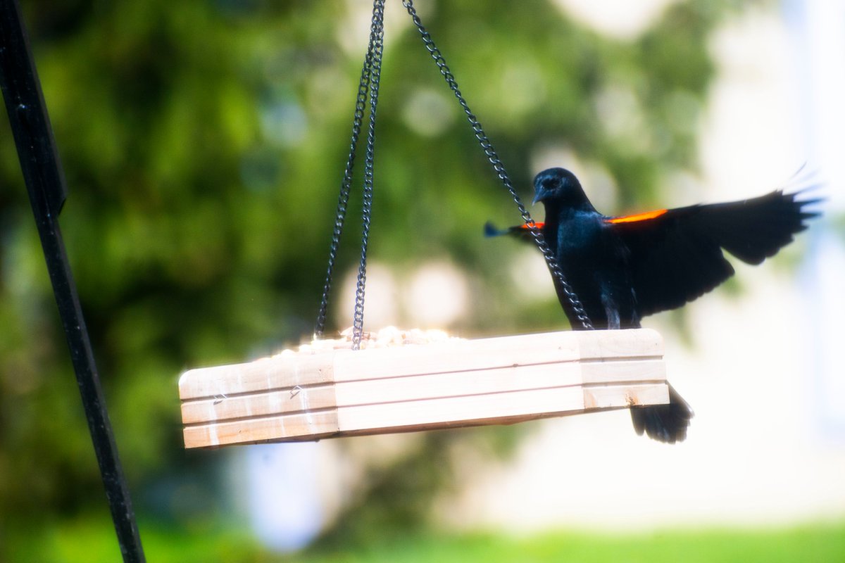 Redwinged Blackbird lost a feather, but still graceful at the feeder.
#BackyardBirds.