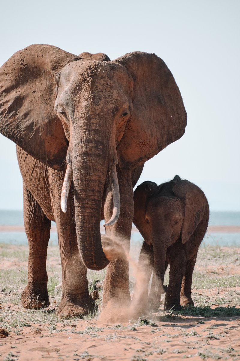 Following in mom's footsteps 🐘❤️

📸: Kadin Eksteen

#elephant #SouthAfrica #mothersday