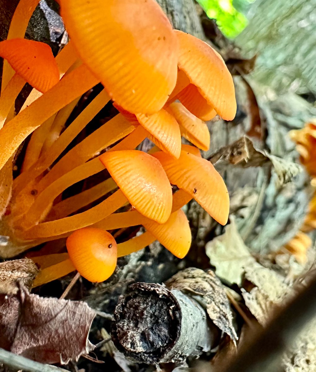 Orange you glad to know?
These fungi brought to you for
#ThickTrunkTuesday

#MushroomOfTheDay