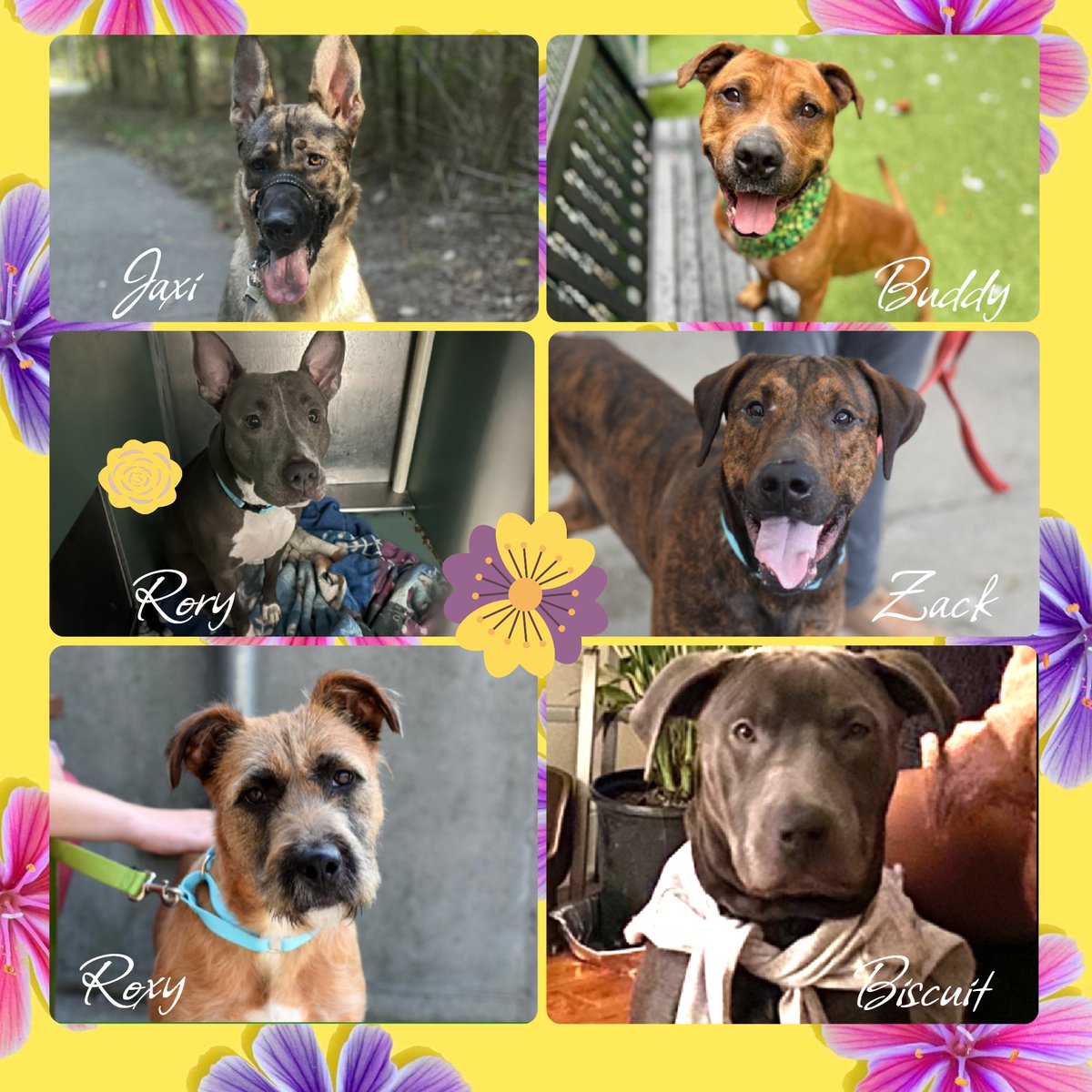 Xena Frost is reserved for rescue 🎉 🚨Jaxi, Buddy, Rory, Zack, Roxy & Biscuit remain under kill command. Anyone interested DM me.