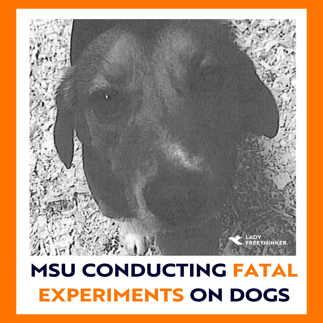 📢 NEW: Lady Freethinker exposes DEADLY DOG EXPERIMENTS at MSU! #Beagle #puppies have been subjected to experiments at #MichiganStateUniversity where #dogs are killed so that their eyes may be dissected, according to documents uncovered by LFT. SIGN: ladyfreethinker.org/sign-stop-kill…