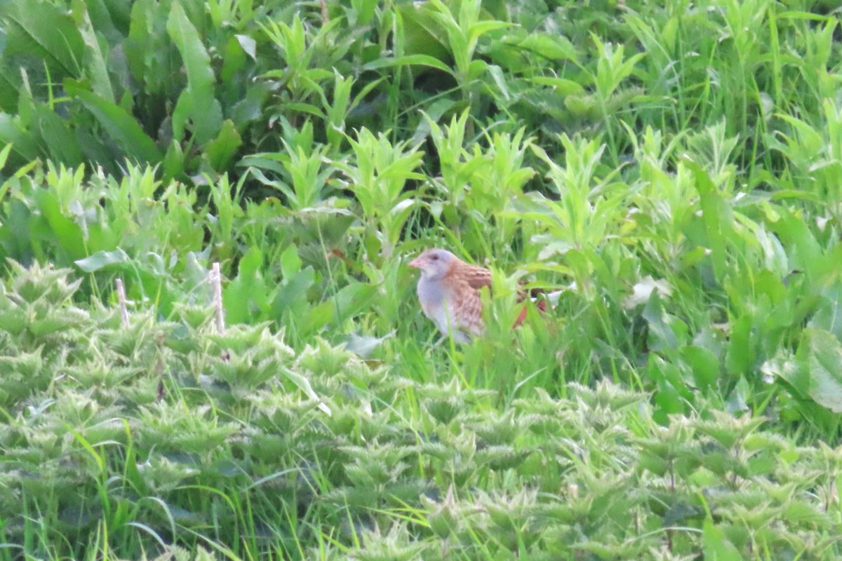 Been hearing two Corncrakes in the last couple of days, and both were rasping away at the same time this morning. Sightings are rare but always a thrill - watching quietly from the road today we spied this cheeky character briefly peeping out of the vegetation