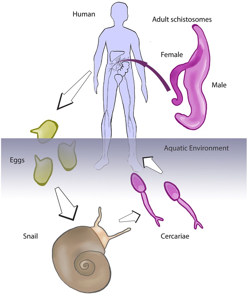 vgt182's tweet photo. Snail : Schistosoma

#USMLE #STEP1 https://t.co/kbKIw1Prm7