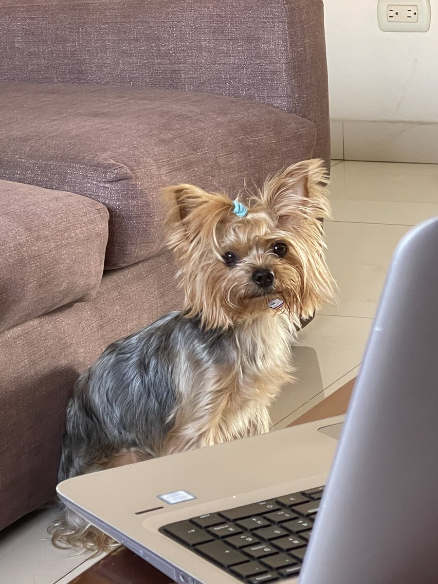 una manzana apareció misteriosamente mordida y me parece que la sospechosa tiene la etiqueta pegada en los bigotes