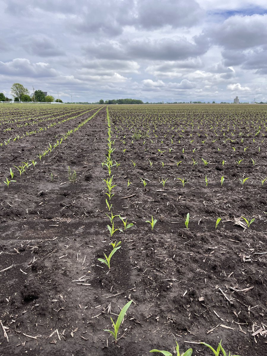 The prep work for #plant24 paying off. Took advantage of dry and cold weather 7 weeks ago to check section control + mapping and it was 🔨 ⬇️ with #exactemerge when conditions were fit. <a href="/AHWLLC/">AHW LLC</a>