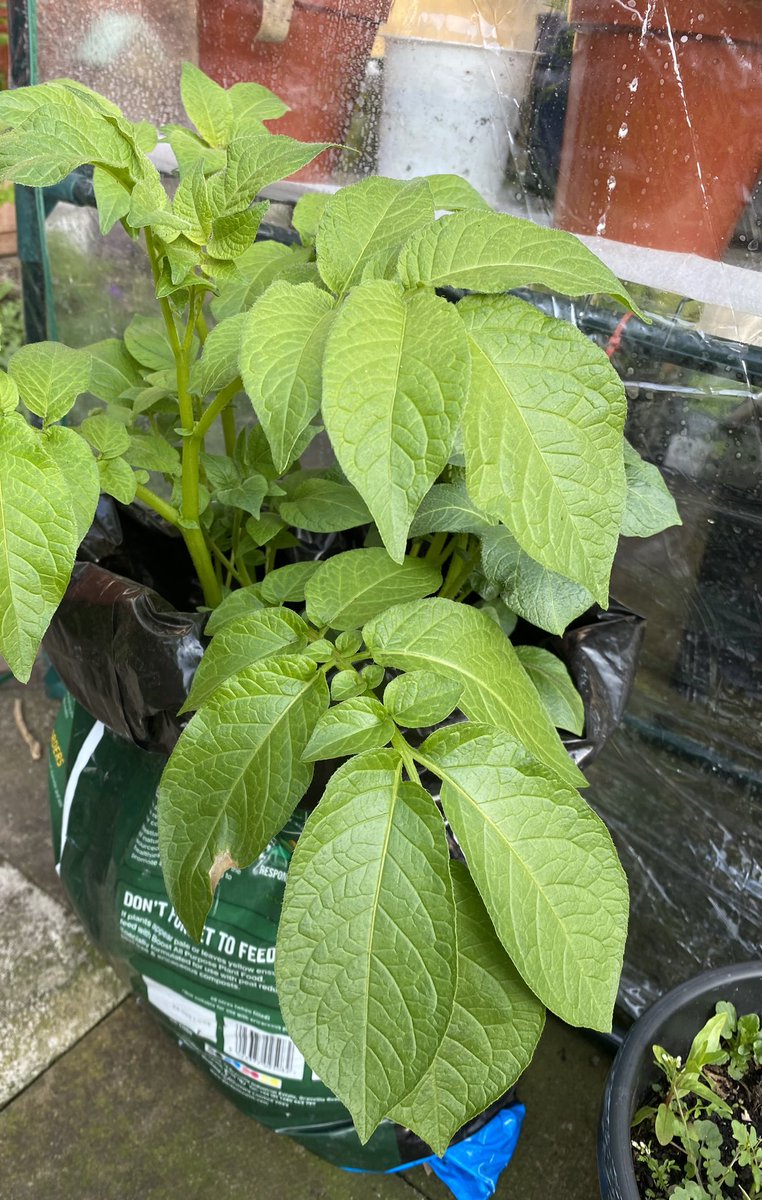 I wonder how many potatoes we will actually get from two seed potatoes growing in a compost bag? @gyopotatoes @LightmoorPri #gyop