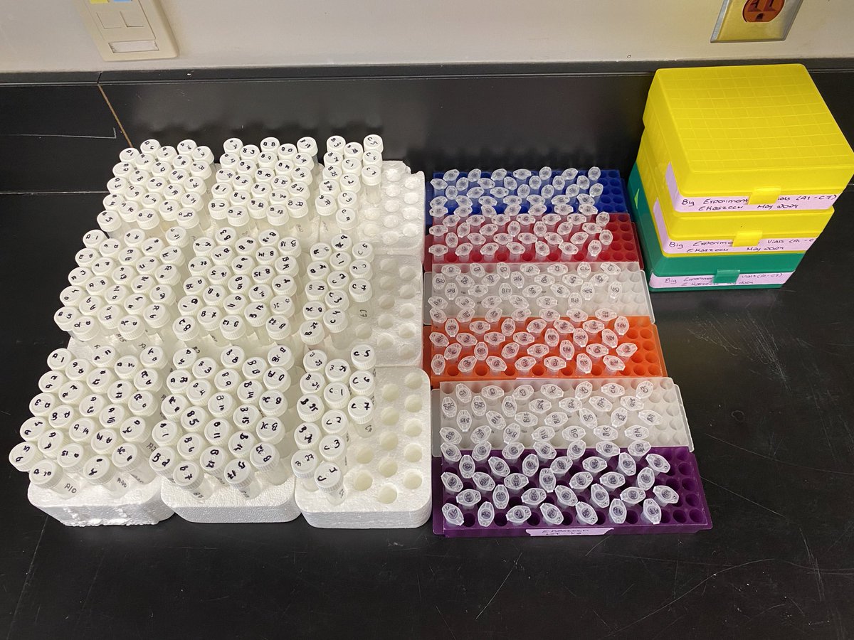 Nothing more humbling than looking at your writing on tubes and caps.

This is prep for phytohormone analysis using mass spectrometry for only 63 samples!