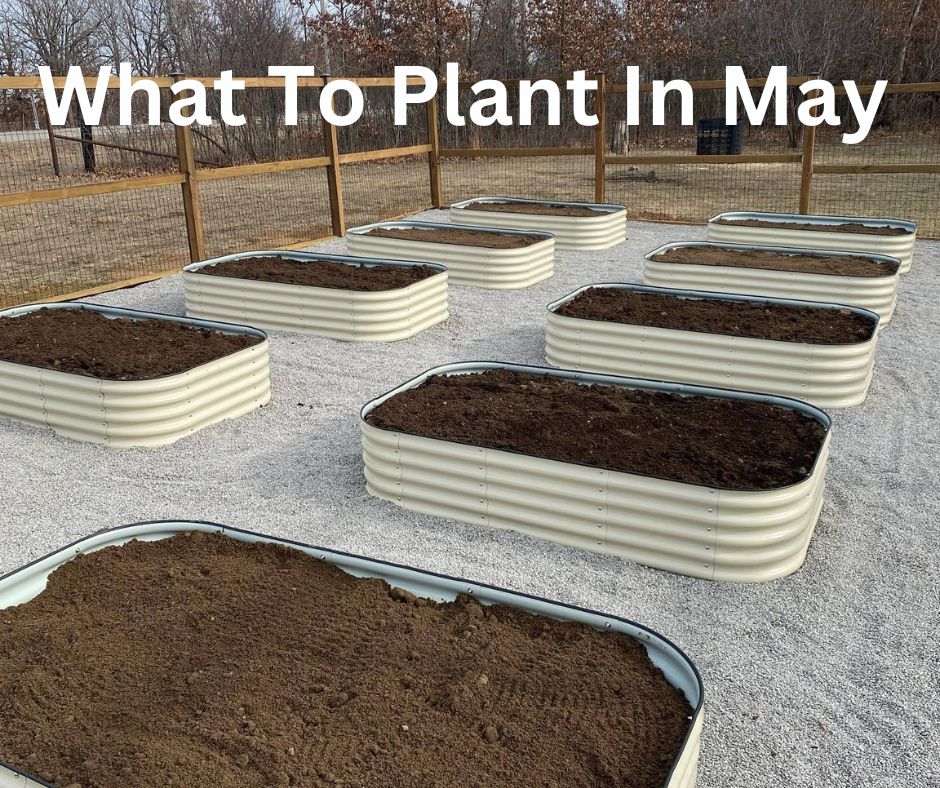 👨🏼‍🌾 Today's Olle Garden Tip. What To Plant In May. ow.ly/ruhN50RyWSV

#ollegardens #ollegardenlife #plant4fun  #GardeningTips #MayPlanting #GardenLife #GreenThumb #UrbanGardening #HomeGardening #PlantingSeason #GardenInspiration #GrowYourOwn #GardenersWorld