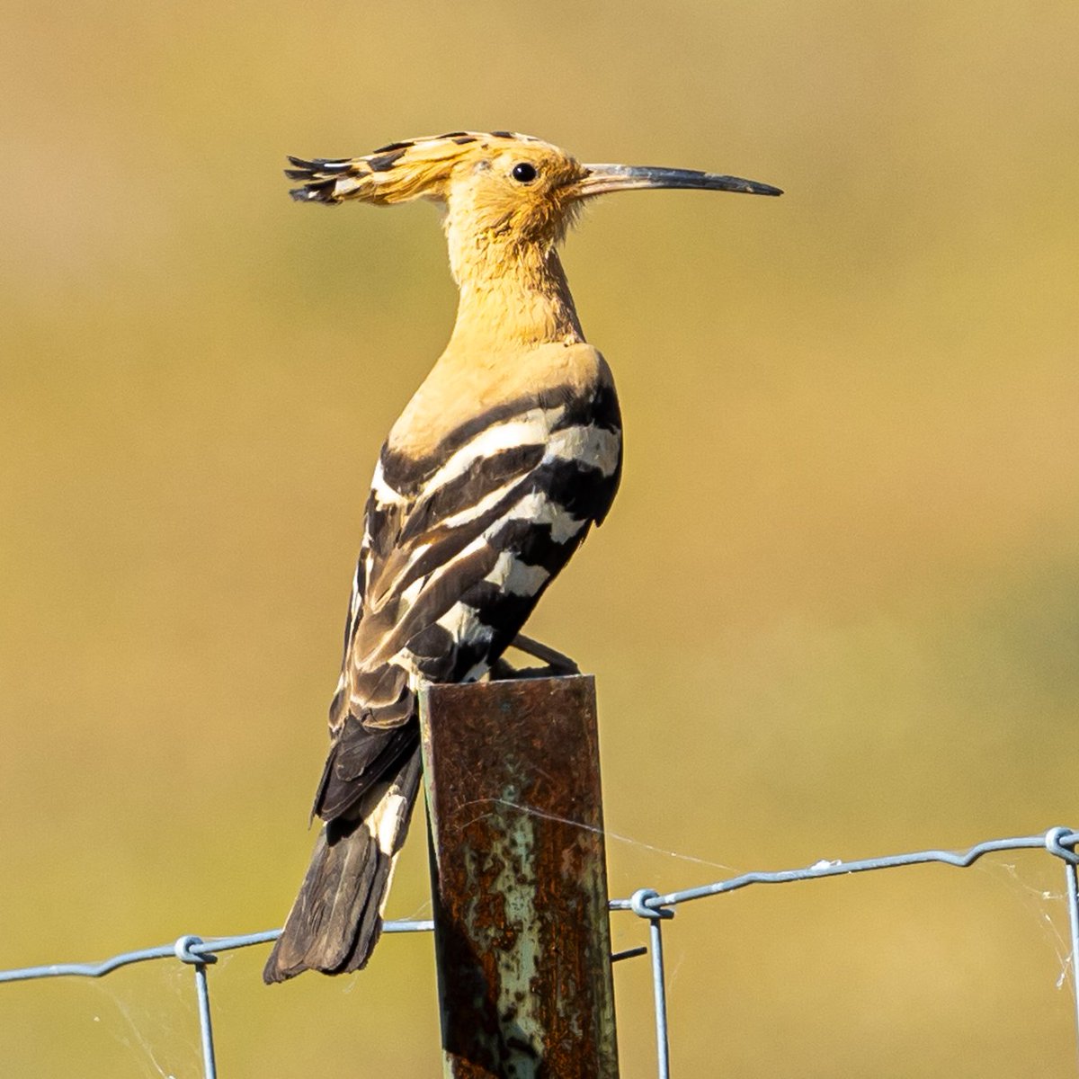 Mid-way through my second Extremadura Tour this spring. Hoopoe's are always a firm favourite with guests! Llanos de Cáceres, Extremadura, Spain Sign up for my newsletter: theurbanbirderworld.com @extremadura_tur @birdextremadura @OlympusUK @LeicaBirding @TravWriters
