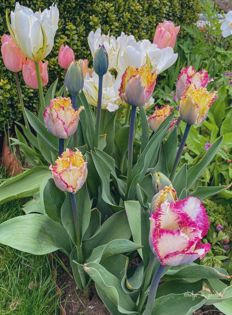 Tulip «Colour Fusion», Tulip «Apricot  Beauty» and Tulip «White Valley» in our May garden. 😄
#Flowers #nature #NaturePhotography #gardening #gardens #Norway  #plants #naturelife #NaturePhoto