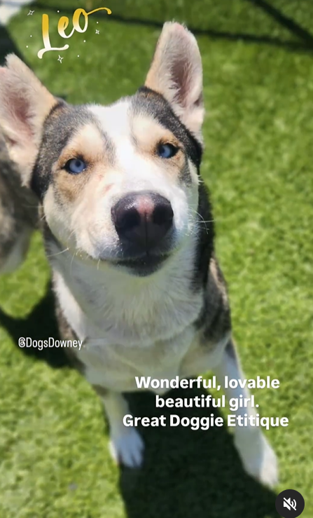 🆘💔🆘Beautiful 2 yo tri-color #husky LEO at Downey #California ACC is a girl🙄She's also on the euth list😲Final plea expires Thurs a.m., 5-9😱 Very loving & playful. #ADOPT or #FOSTER ASAP plz🙏 info⬇️ #A5618340