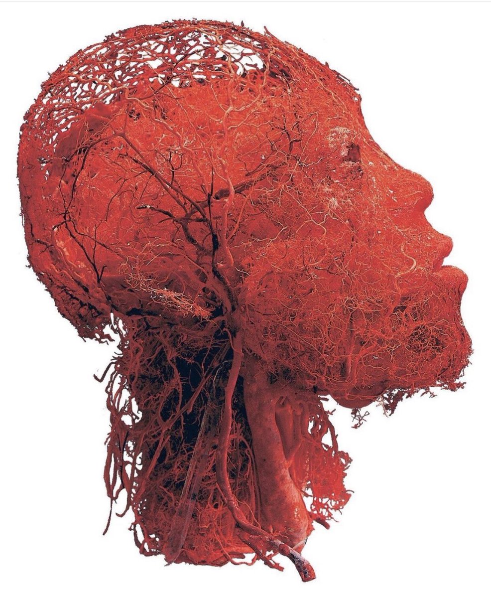 Kalbin pompaladığı kanı baş ve boyun bölgesine taşıyan damar ağı