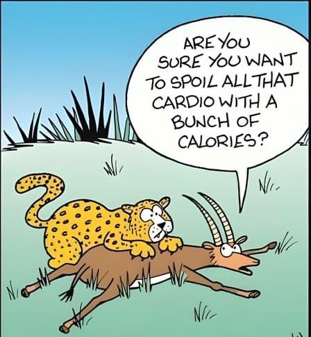 GilesYeo's tweet photo. 👇🏼🐆🦌🤣👀#whycaloriesdontcount https://t.co/8iPwybnC5r