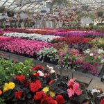 Photo by Ohio State ATI Greenhouse Program (@ATIGreenhouse)