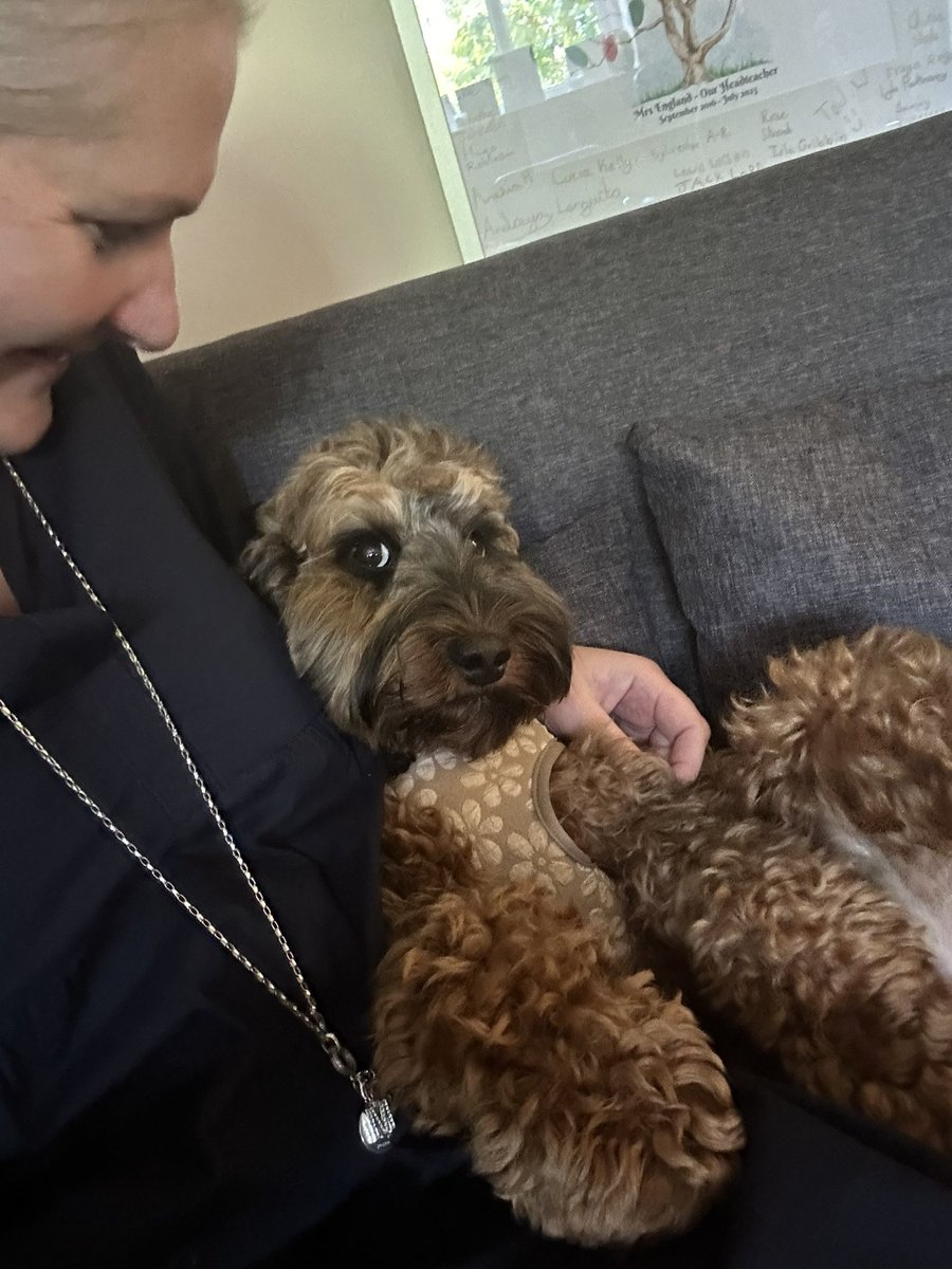 Has anyone got a #schooldog more gorgeous than <a href="/Hollymountbury/">Holly Mount RC Primary</a>’s school dog? I seriously doubt it. ❤️💙💛