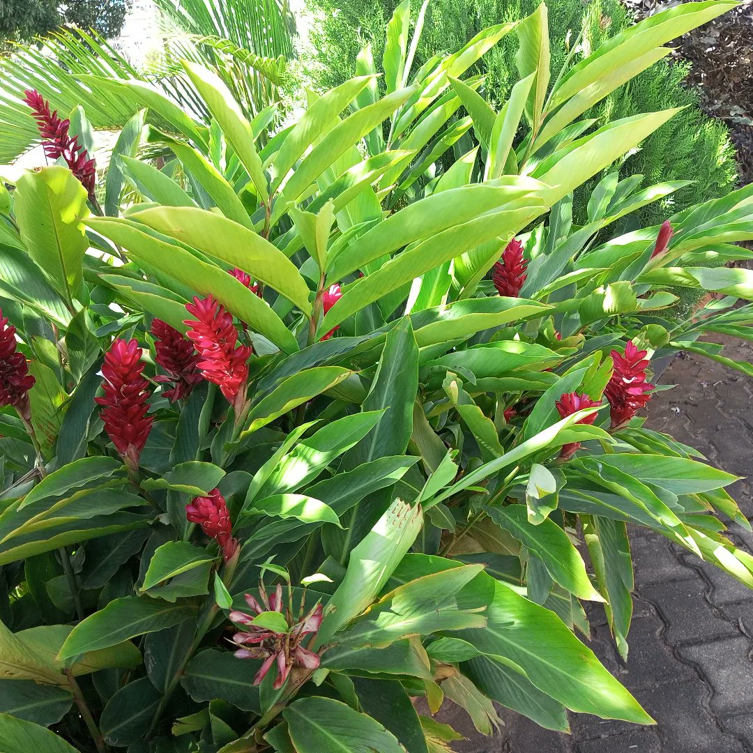 RED GINGER PLANTS (ALPINIA PURPURATA)
Whether grown in gardens or used in floral arrangements, red ginger adds a splash of color and tropical charm, enhancing the beauty of any space.

CALL/ WHATSAPP- 0778623536
Let's Inspire Freshness
landscapeuganda.com

#ecomicelandscaping
