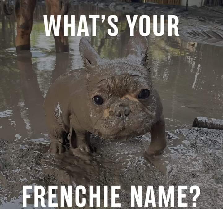 What's your frenchie name?
