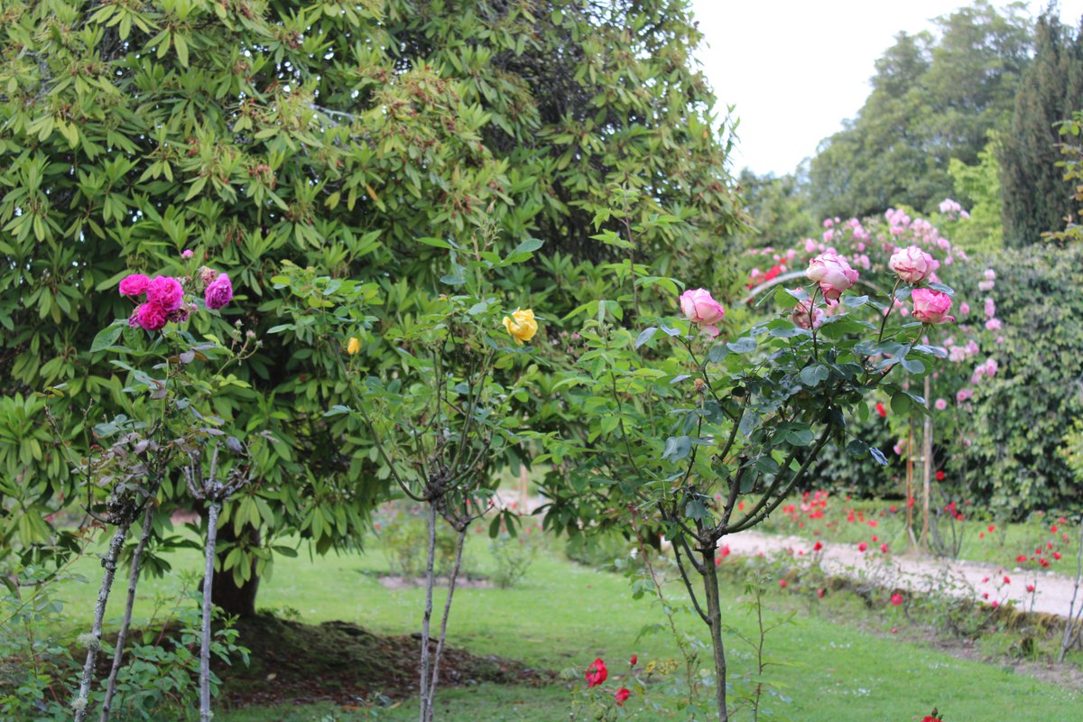 Paseo de las rosas en los jardines del Pazo Quiñones de León en Vigo este martes 7 de Mayo.