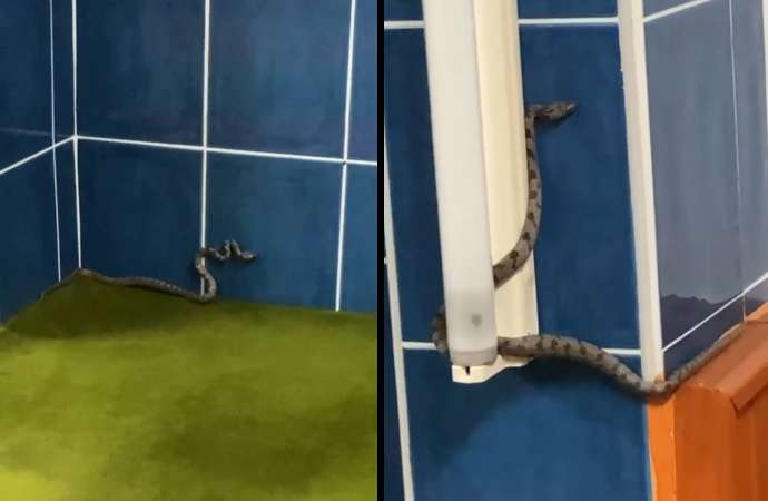 Antalya'da bir camiyi yılanlar bastı.
