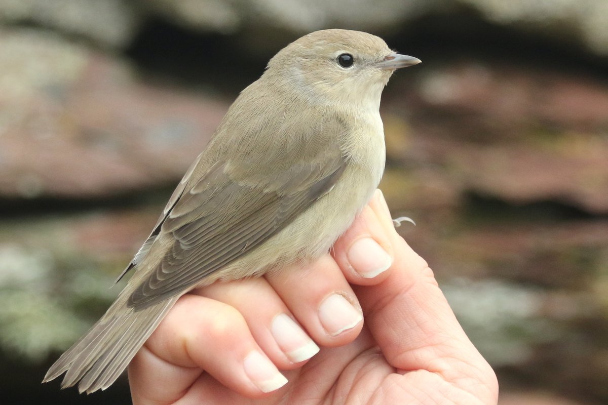 This is just a Garden Warbler appreciation tweet. At least three present today, each one a lumbering ball of brilliance