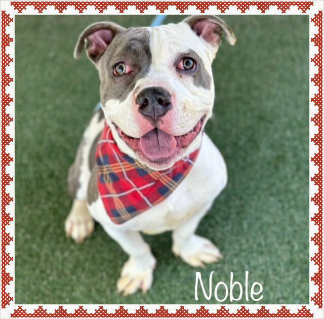 Meet Noble, a sweet 2yr old pup whose endearing smile will melt your heart! Despite being at the shelter since February, Noble's gentle spirit remains intact. He's an affectionate fellow who loves belly rubs and adventure walks. #noble #adoptme #adoptdontbuy #dog #adoptables