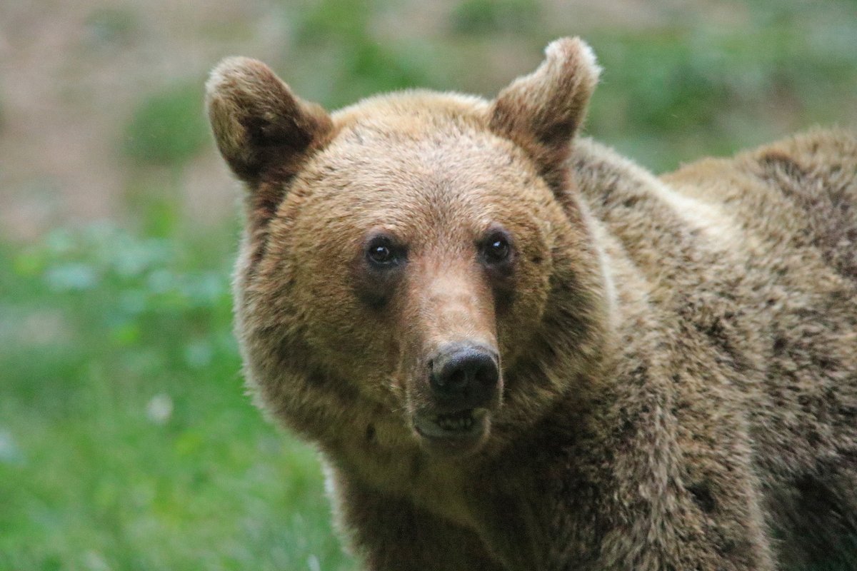 Eurasian Brown Bear.... an unforgettable day on my @YCNature #Transylvania adventure. Where do we go from here?!
