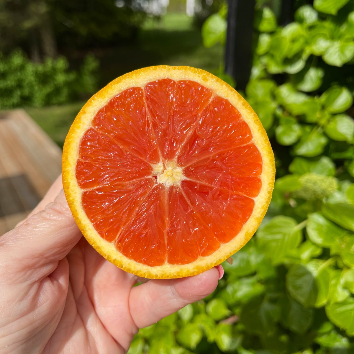 It’s no SURPRISE that #orioles love oranges! 😋 #feedthebirds 🧡