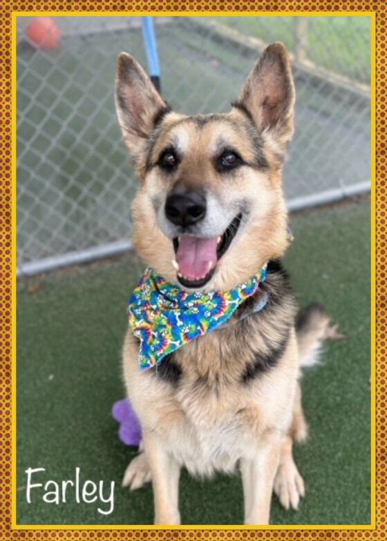 Meet Farley, an 8-year-old German Shepherd stud who's full of life and loyalty. At a solid 74 lbs, this big guy will have your back and be an awesome workout partner to keep both of you in shape. #fitness #adventure #adoptme #AdoptDontBuy #GermanShepherd