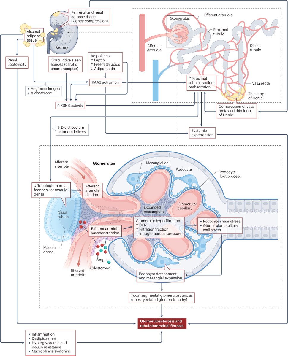 A Review in @NatureRevEndo highlights the mechanisms implicated in obesity-related chronic kidney disease and outlines how the kidney might modulate feeding and body weight through the kidney–brain axis. 🔒 go.nature.com/3y67Y4B