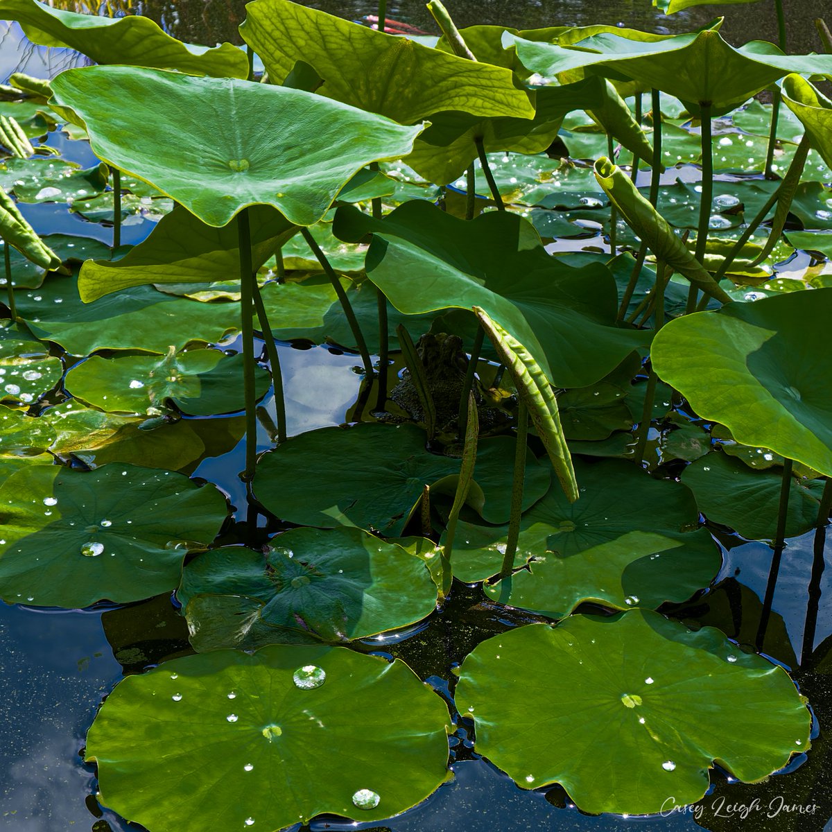 📍 Atlanta Botanical Gardens, GA
📷 Nikon Z50

#botanicalphotography #botanical #botanicalgardens #water #waterphotography #lillypad #Atlanta #atlantaga