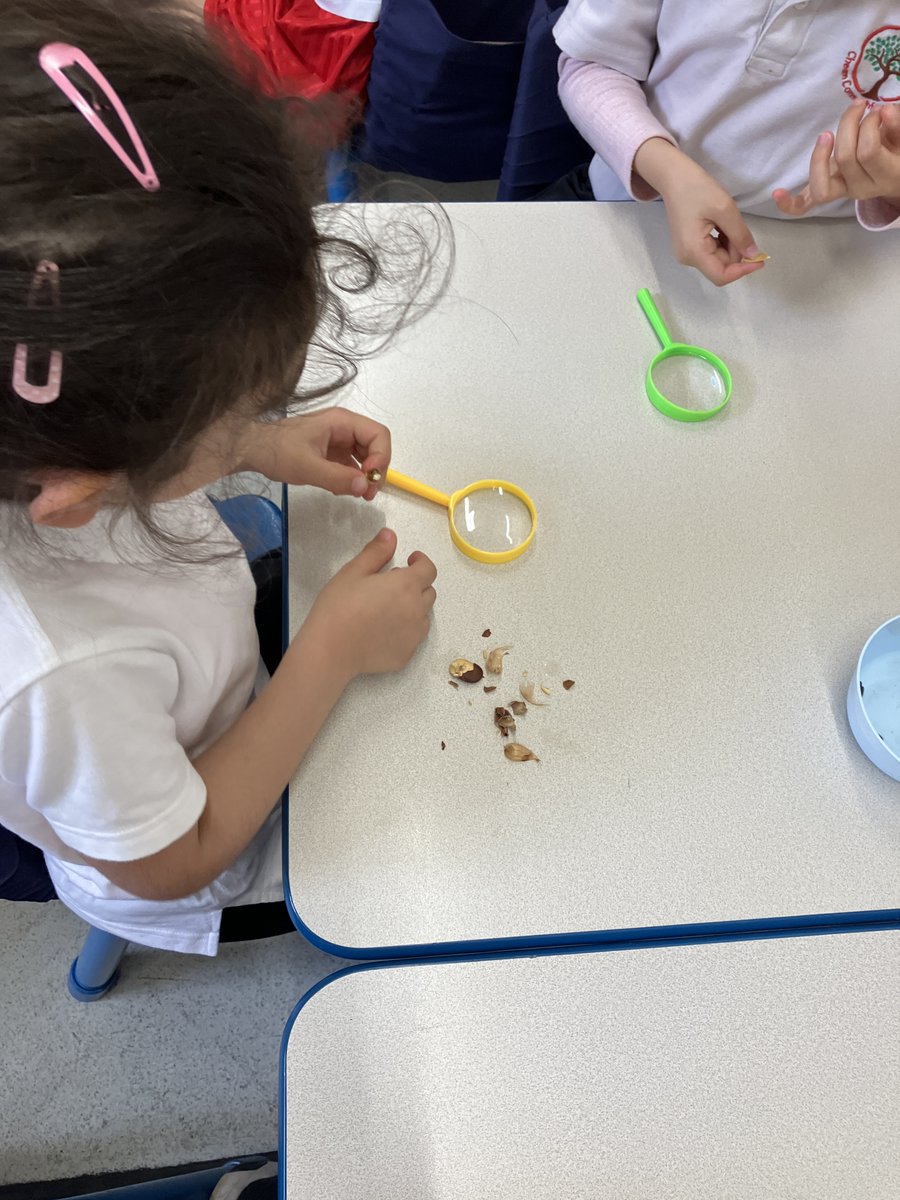 Year 2 scientists in action! ‍ Today, using their investigative skills, they explored the world of seeds by dissecting pumpkin, sunflower & broad bean seeds. What amazing discoveries did they find 🔎? @LEOacademies #WeAreLEO🦁