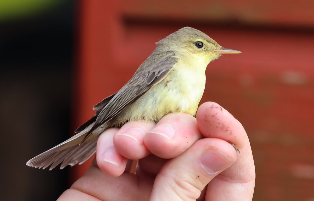 Dungeness. The gorgeous Melodious Warbler trapped this morning by @tom_wright16 in The Moat. Many thanks for the call Tom.