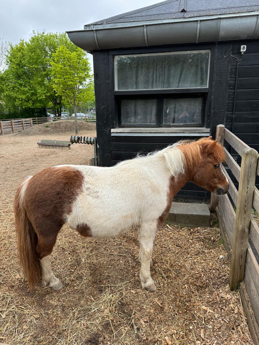 An interesting visit to <a href="/TheStateHospit1/">The State Hospital</a> to see how they provide care and how we can work together. Providing a safe therapeutic environment is essential and they do excellent work. On a personal note but what do I find in a Danish zoo but a #shetland pony