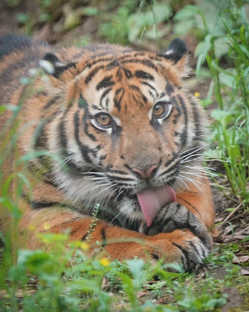 アサちゃん、おはようございます😄
#スマトラトラ #上野動物園  #sumatrantiger #tiger