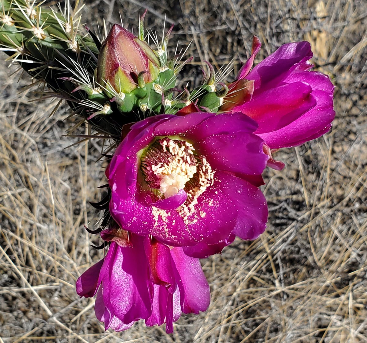 Blooming cholla with bee.