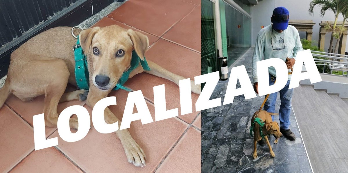 📢¡Gracias a todos por su ayuda! 👏🏻

🐾'La Chikis' ha sido localizada por sus dueños 🙌🏻