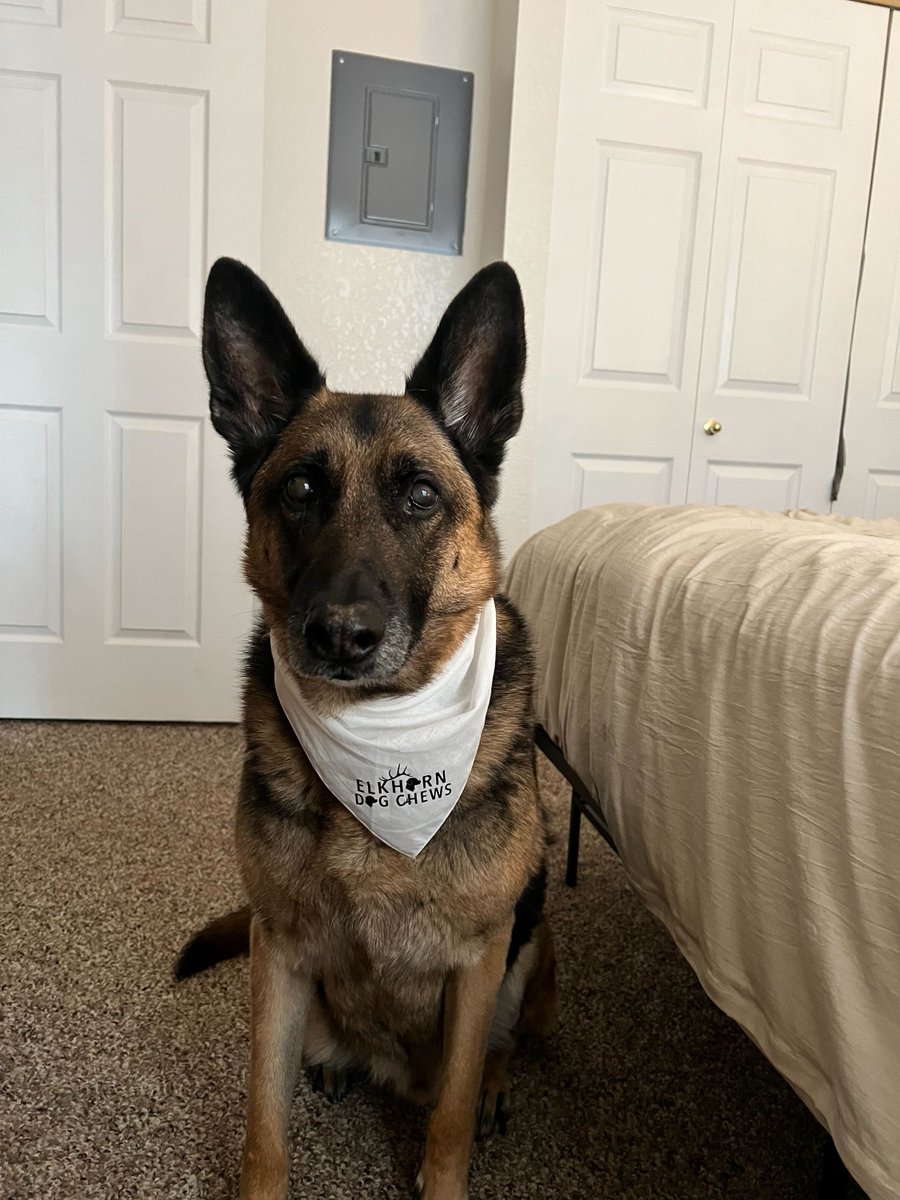 GoodOlGrizzlies's tweet photo. 🗣️ GRIZ NATION 🗣️
We are excited to announce the newest members of our 2024 recruiting class!
Duke (left) and Kenai (right) are joining the Good Ol’ Grizzlies team as representatives for Elkhorn Dog Chews!
Use code “Barnum40” at checkout to send 15% to @MontanaGrizFB‼️ https://t.co/7rBMIVUXg7