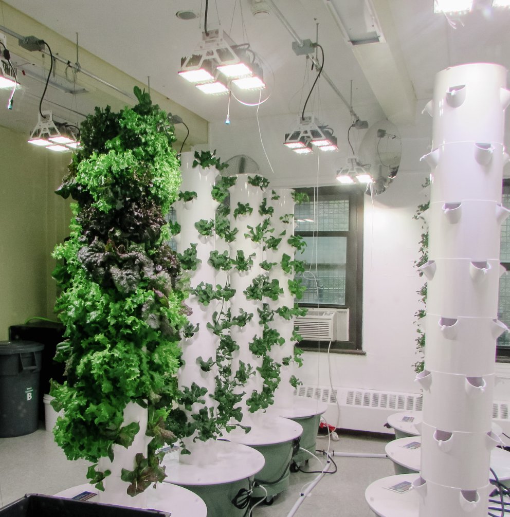 Growing Peace tweet media