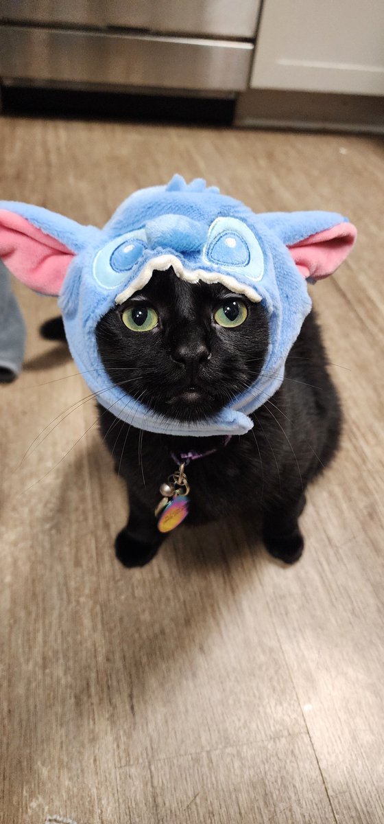 CaptShowtime's tweet photo. My beautiful angel son Anakin 🥺 https://t.co/aFVsiwwb0n