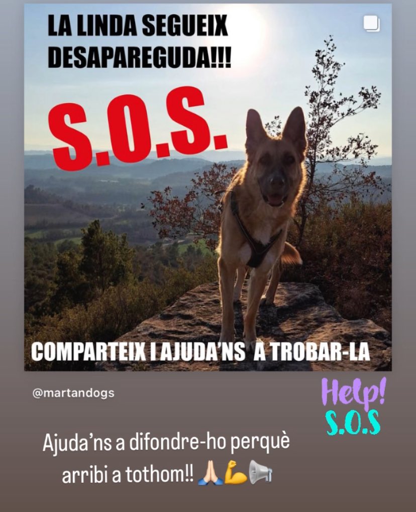 La Linda porta #desapareguda més d’una setmana. Potser algu l’ha agafat i no sap que  ella té una família que l’estima molt!! 💔😭 Ajuda’ns a fer-ne difusió perquè arribi a tothom! 📢🆘 
Twitter fes la teva màgia ✨🙏🏻 
#gosperdut #gossosperduts #perroperdido #perrosperdidos