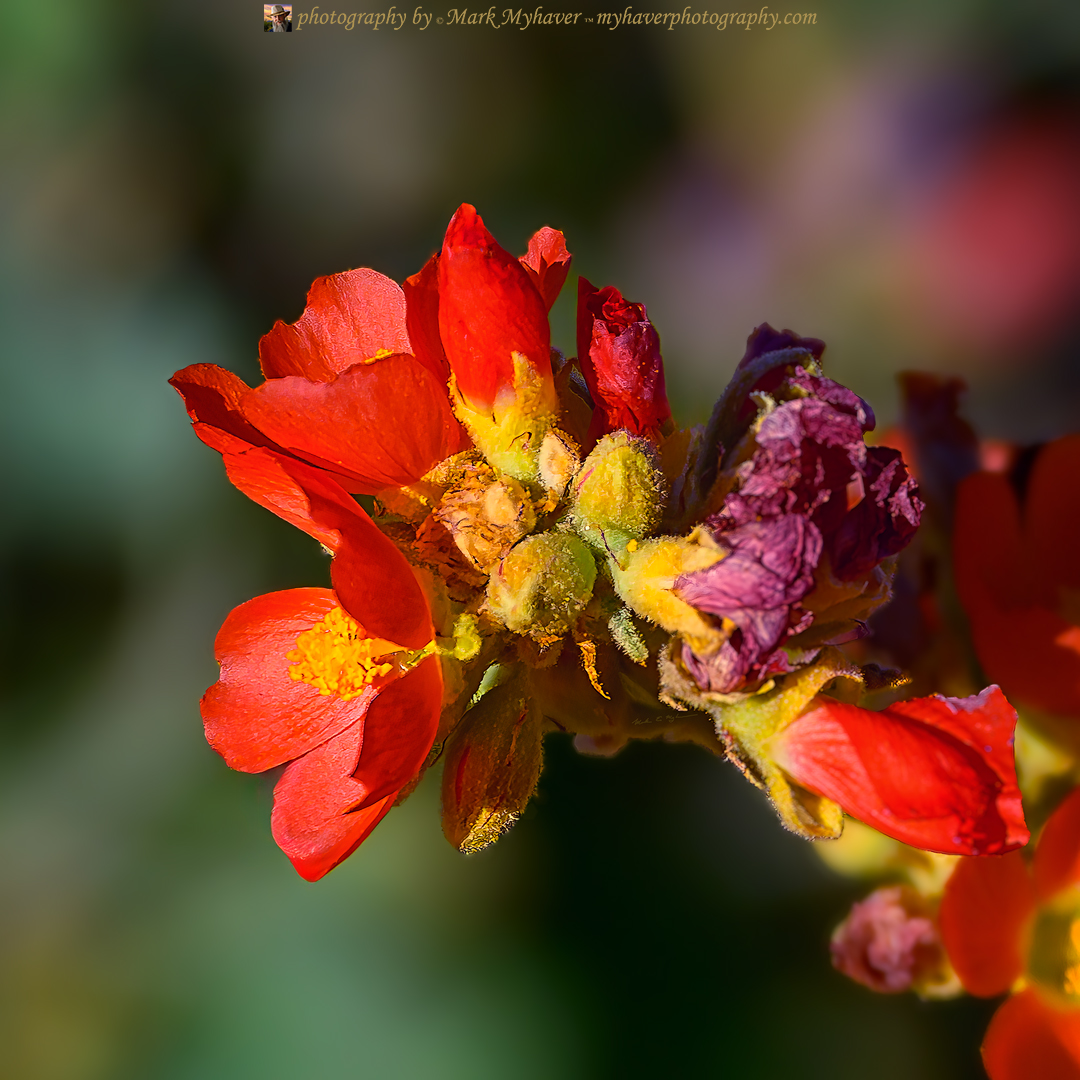 Scarlet Globemallow 25460
Photography by Mark Myhaver 
myhaverphotography.pixels.com/featured/scarl… 
#wildflowers #springbloom #arizona #flora