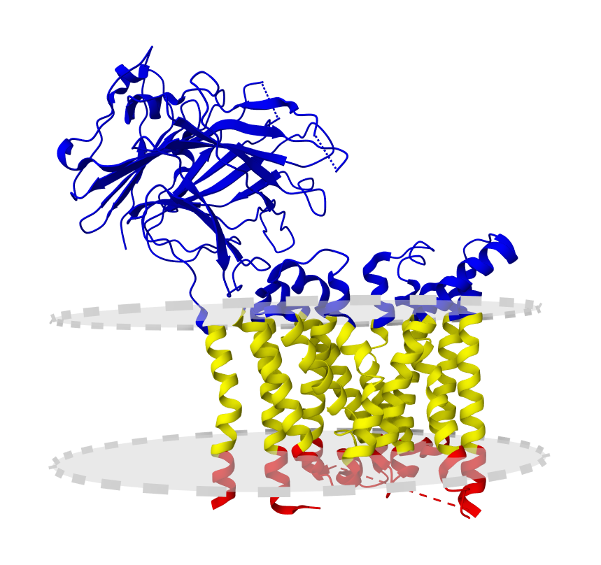 Lysosomal peptide #transporter. Check this #membrane #protein in the UniTmp database.

pdbtm.unitmp.org/entry/8r8q