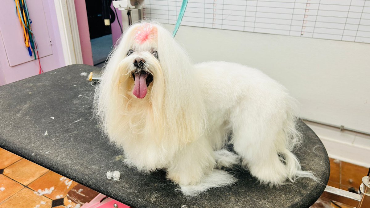 Sissy is feeling fresh and looking fly after a day of deluxe grooming and spa treatments! 💫

Come visit The Dog House Pet Salon today 📞 713-820-6140
#doggrooming #skincarefordogs #doghealth #professionalgrooming #petgrooming #healthydogs #groomingtips